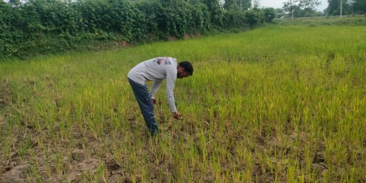 सावन-भादों में भी पर्याप्त बारिश नही, अकाल की आशंका से किसान चिंतित