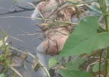 लवन शाखा नहर मुंडा में मिला पांच से छ: महीने के शिशु का शव 