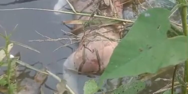 लवन शाखा नहर मुंडा में मिला पांच से छ: महीने के शिशु का शव 