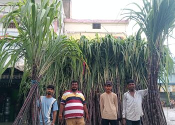 देवउठनी एकादशी का पर्व आज गन्नों का सज गया बाजार 