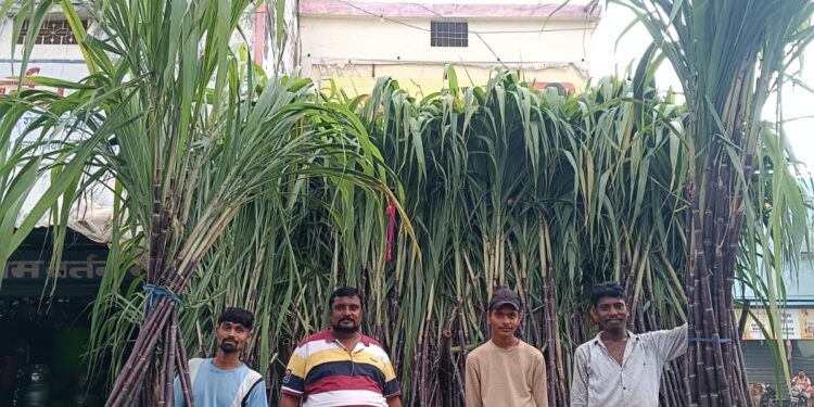 देवउठनी एकादशी का पर्व आज गन्नों का सज गया बाजार 