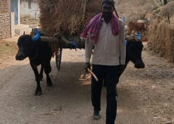 धान की कटाई के बाद बैलगाड़ी से खलिहान तक ले जा रहे किसान