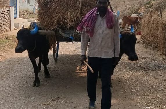 धान की कटाई के बाद बैलगाड़ी से खलिहान तक ले जा रहे किसान