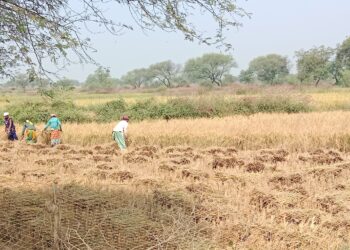 धान कटाई-मिंजाई जोरों पर, गांवों में मजदूरों का सकंट 