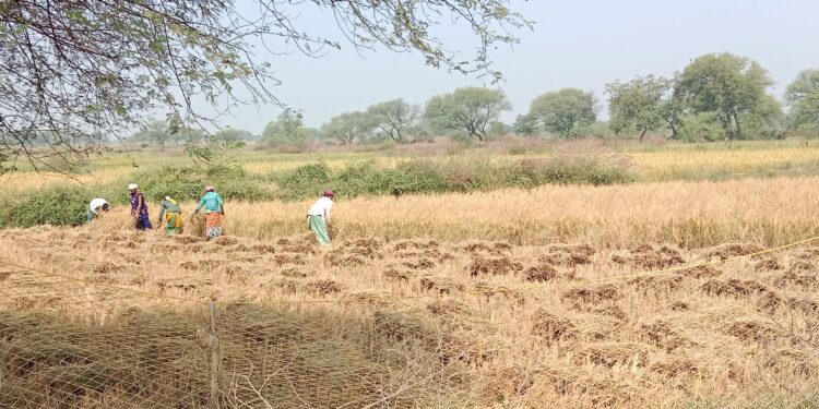 धान कटाई-मिंजाई जोरों पर, गांवों में मजदूरों का सकंट 