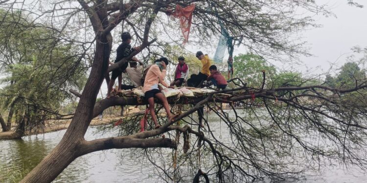 भीषण गर्मी में युवकों का देशी जुगाड़, पेड़ में बना लिये मचान