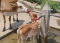 नौतपा में भीषण गर्मी के बीच गौ माता भी अपनी प्यास बुझाते हुए