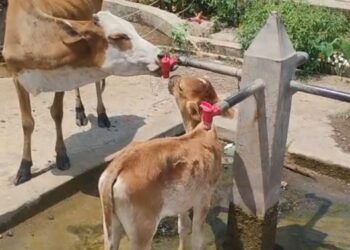 नौतपा में भीषण गर्मी के बीच गौ माता भी अपनी प्यास बुझाते हुए