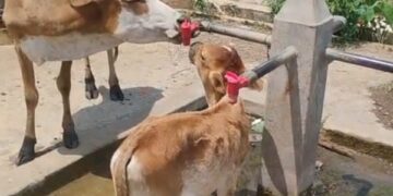 नौतपा में भीषण गर्मी के बीच गौ माता भी अपनी प्यास बुझाते हुए