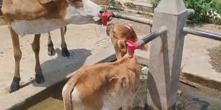 नौतपा में भीषण गर्मी के बीच गौ माता भी अपनी प्यास बुझाते हुए